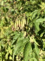 Nabalus trifoliolatus