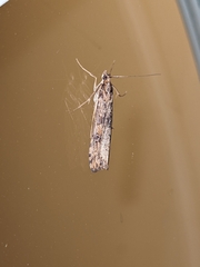 Nomophila nearctica