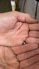 Micrathena