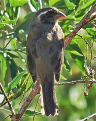 Saltator aurantiirostris