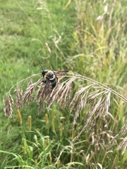 Bombus auricomus
