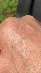 Prociphilus tessellatus