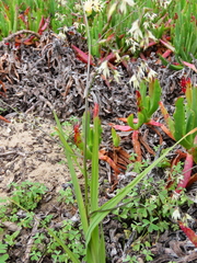 Melasphaerula graminea