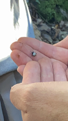 Gasteracantha cancriformis