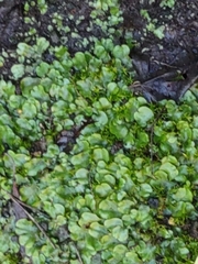 Lunularia cruciata
