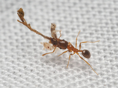 Pheidole pilifera
