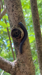 Narceus americanus