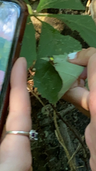 Micrathena sagittata