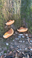 Ganoderma