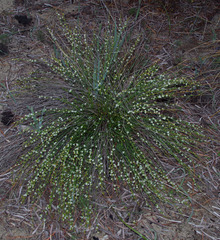 Macarthuria australis