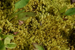 Aulacomnium palustre