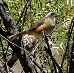 Saltator aurantiirostris