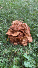 Armillaria