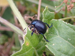 Timarcha goettingensis