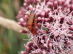 Rhagonycha fulva