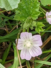 Malva neglecta