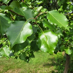 Pyrus