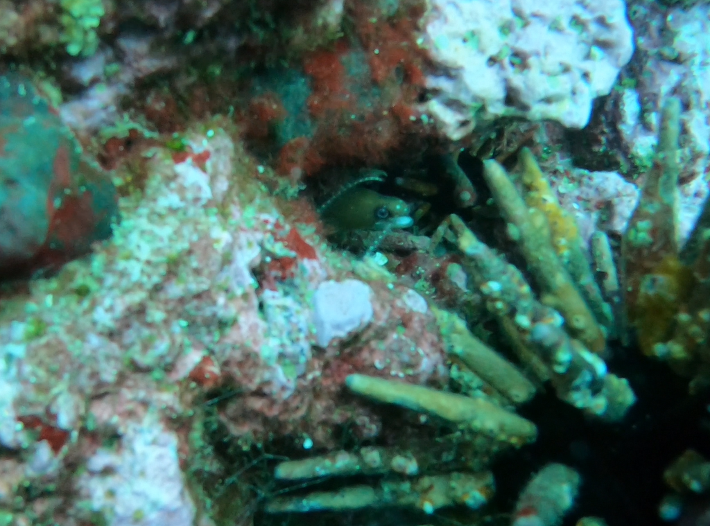 Masked moray (Gymnothorax panamensis) — Muraenidae