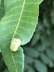 Dioprosopa clavata