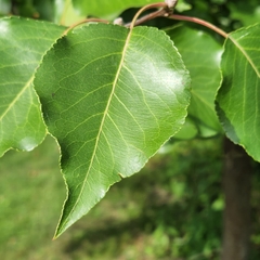 Pyrus