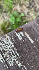 Camponotus castaneus
