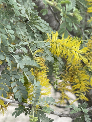 Prosopis palmeri