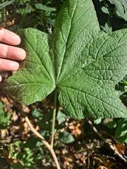 Rubus odoratus