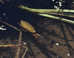 Lethocerus americanus