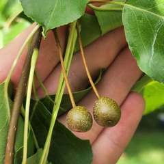 Pyrus