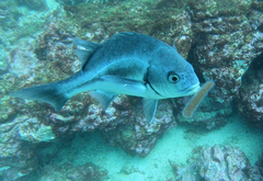 Anisotremus scapularis