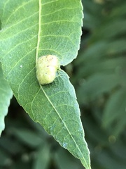 Dioprosopa clavata