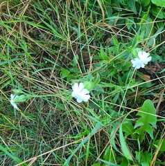 Silene noctiflora