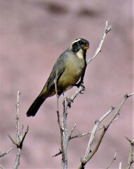 Saltator aurantiirostris