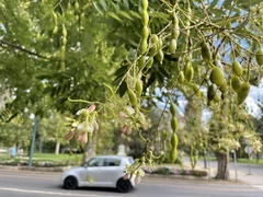 Styphnolobium japonicum