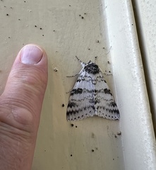 Catocala relicta