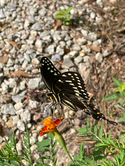 Papilio palamedes