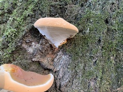 Ganoderma