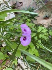 Ipomoea cordatotriloba