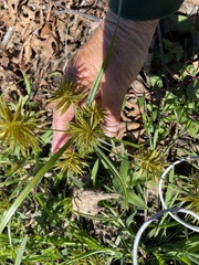 Cyperus strigosus