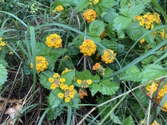 Lantana urticoides