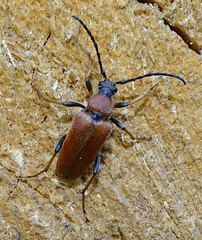 Stictoleptura rubra
