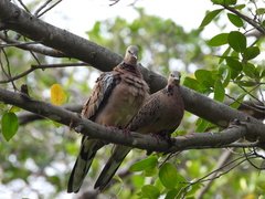 Streptopelia chinensis