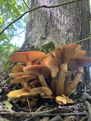 Gymnopilus luteus