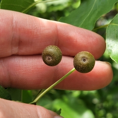 Pyrus