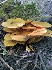 Gymnopilus luteus