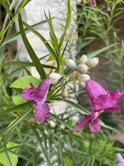 Chilopsis linearis