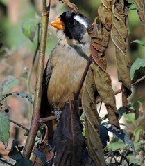Saltator aurantiirostris
