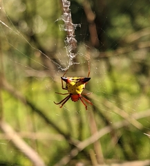 Micrathena sagittata