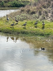Branta sandvicensis