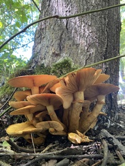 Gymnopilus luteus